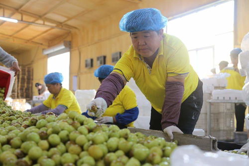 又是一年冬棗紅 滿城飄香新 豐 景