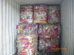 寵物再生技術與代理記賬 創新科技與專業服務的融合