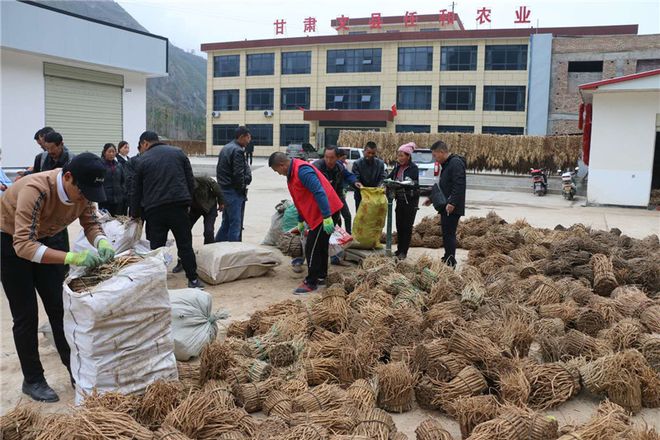 舞產業(yè)龍頭助脫貧攻堅 甘肅文縣任和農副產品發(fā)展剪影與亮資成效
