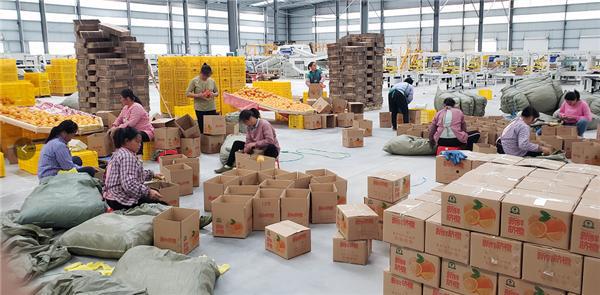 電商助力臍橙產業(yè)數字化升級 大額資金顯成效